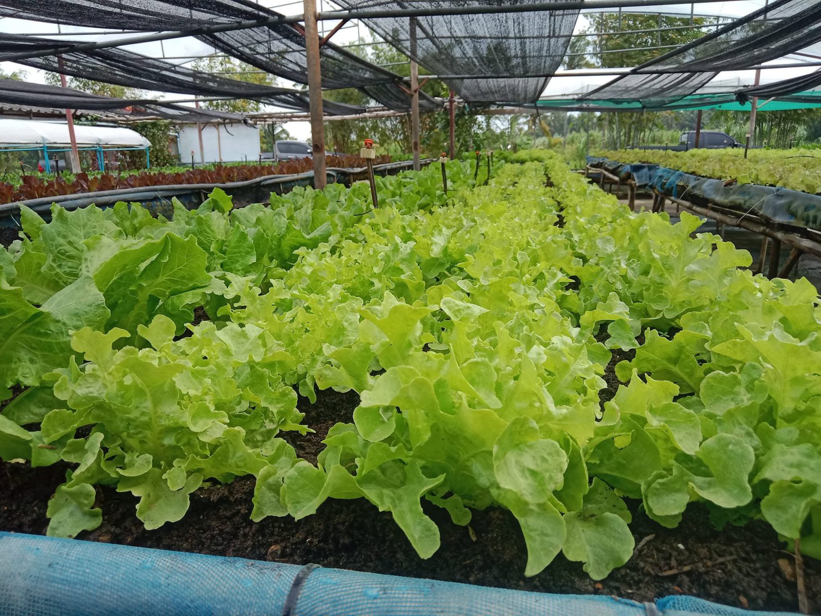 ไร่เกษมสุขผักอินทรีย์ กุยบุรี