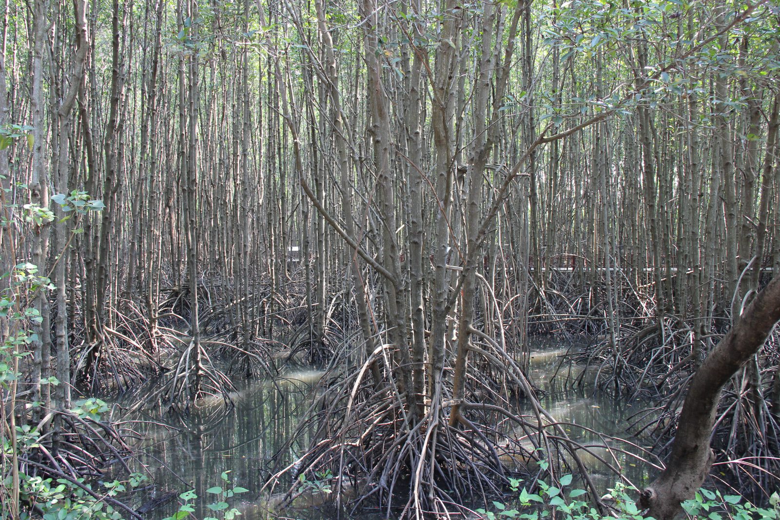 ศูนย์ศึกษาเรียนรู้ระบบนิเวศป่าชายเลน สิรินาถราชินี